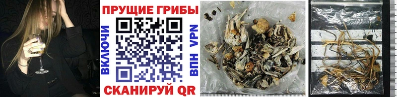 Галлюциногенные грибы Psilocybine cubensis что такое наркотик Северск
